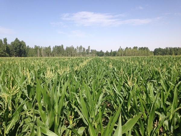 玉米制种基地