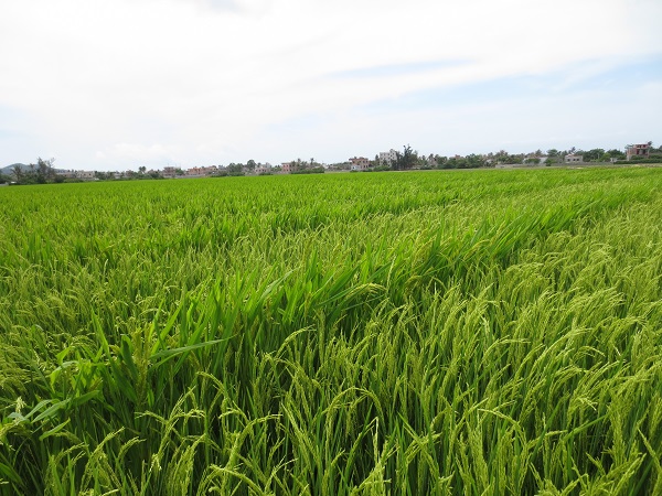 水稻制种基地